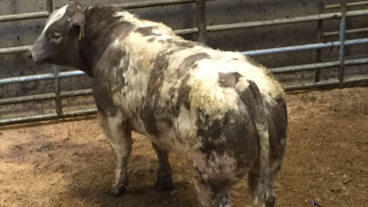 Extra French cattle dampens the demand for Irish stock in Italy