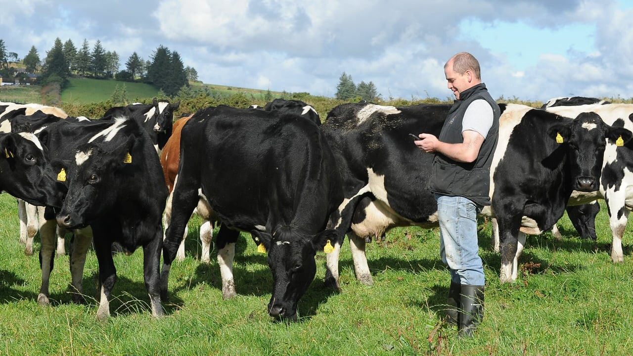 Liam O'Keeffe, a Cork farmer checks his cows while using the Herdwatch app.