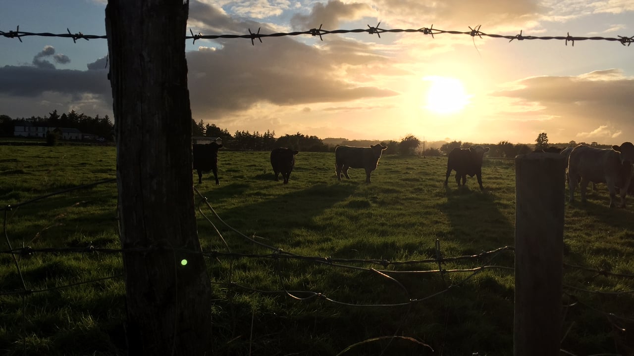 After a cold start, spring looks set to arrive this week - Met Eireann