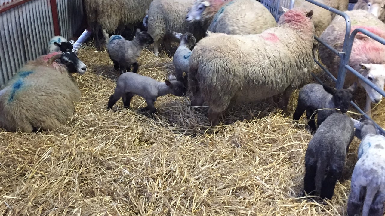 How much soya is in your sheep feed?