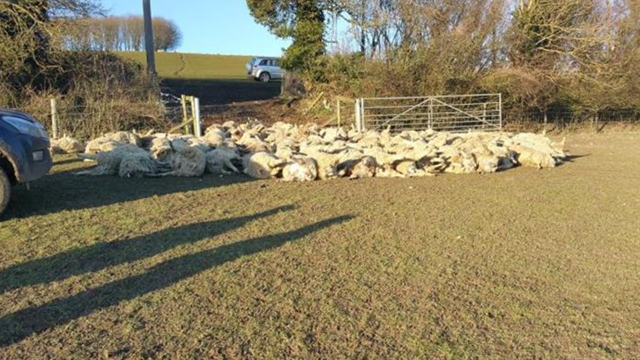 Over 100 sheep killed in the UK's worst sheep attack ever