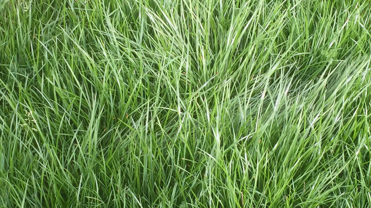 'Perennial Ryegrass accounts for 95% of all seed sales' - But why is it so popular?