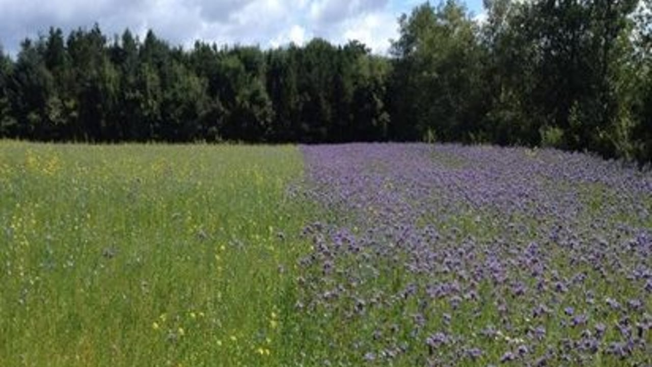 Advice and options for sowing wildbird cover under GLAS