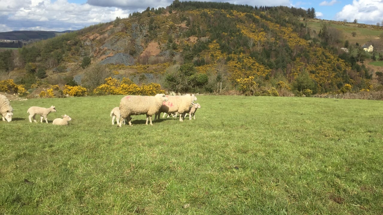 Sheep kill: Hogget numbers tighten but spring lamb throughput jumps again