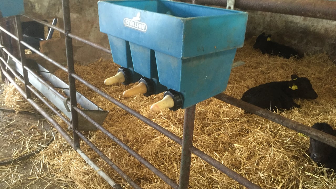 Milk replacer: What should I be looking for on the label?
