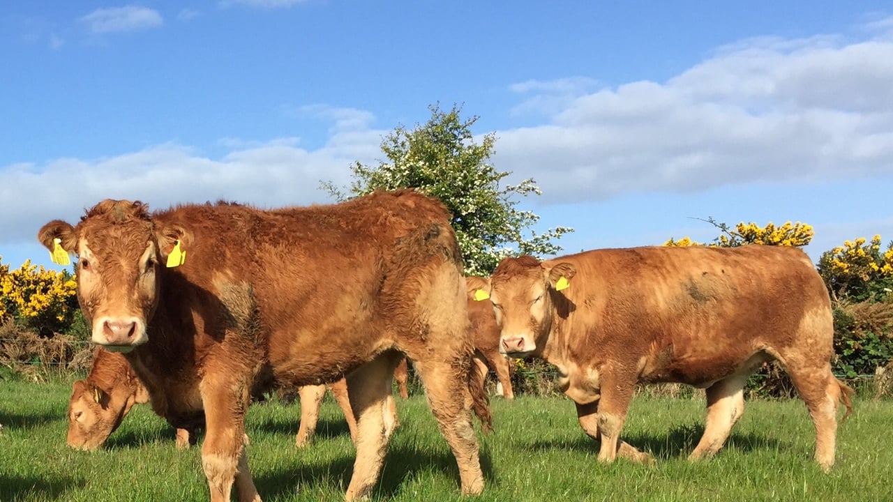 How much is the latest beef agreement worth to farmers?