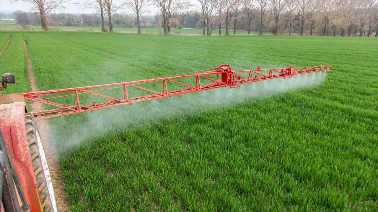 Yellow rust and mildew an issue in winter wheat crops