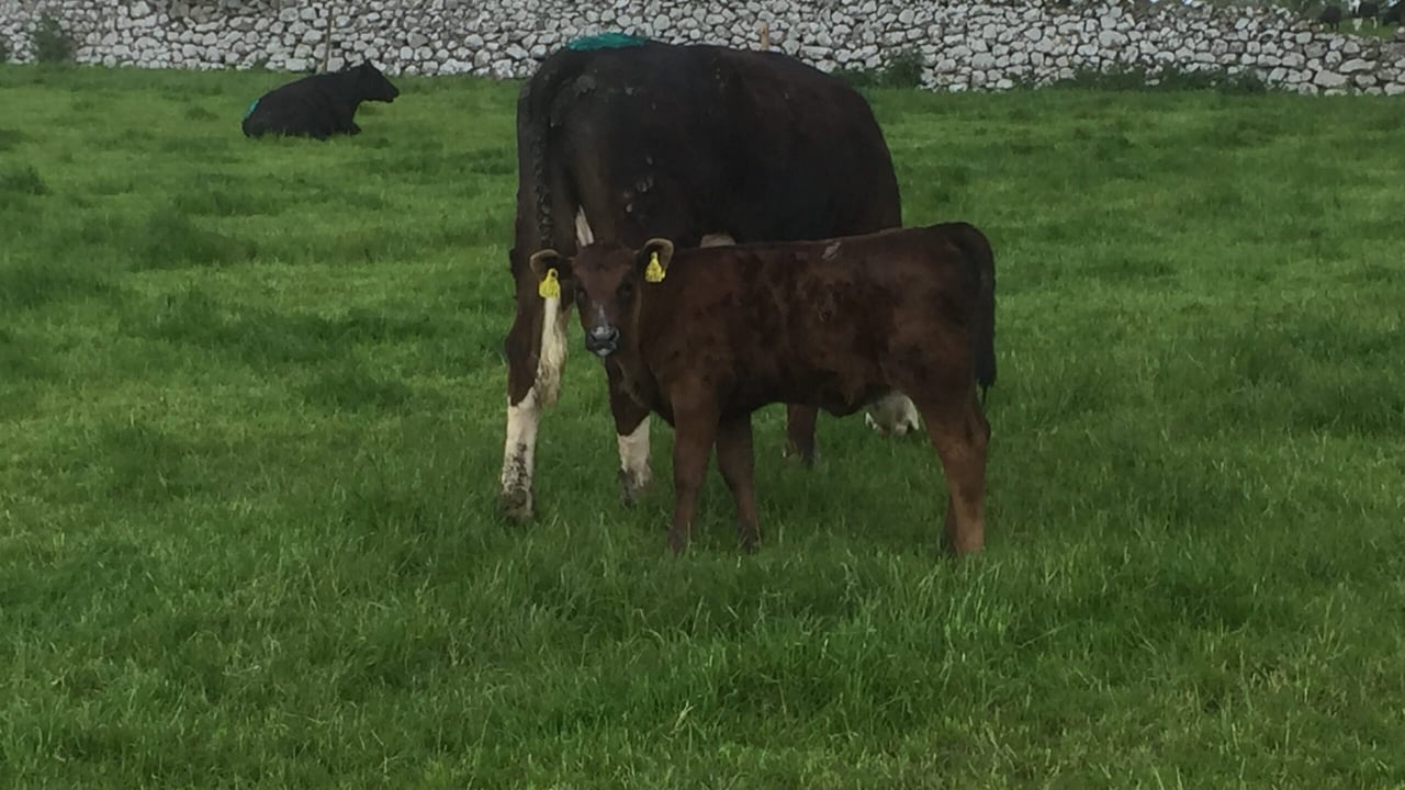 Heifer and her Limousin calf