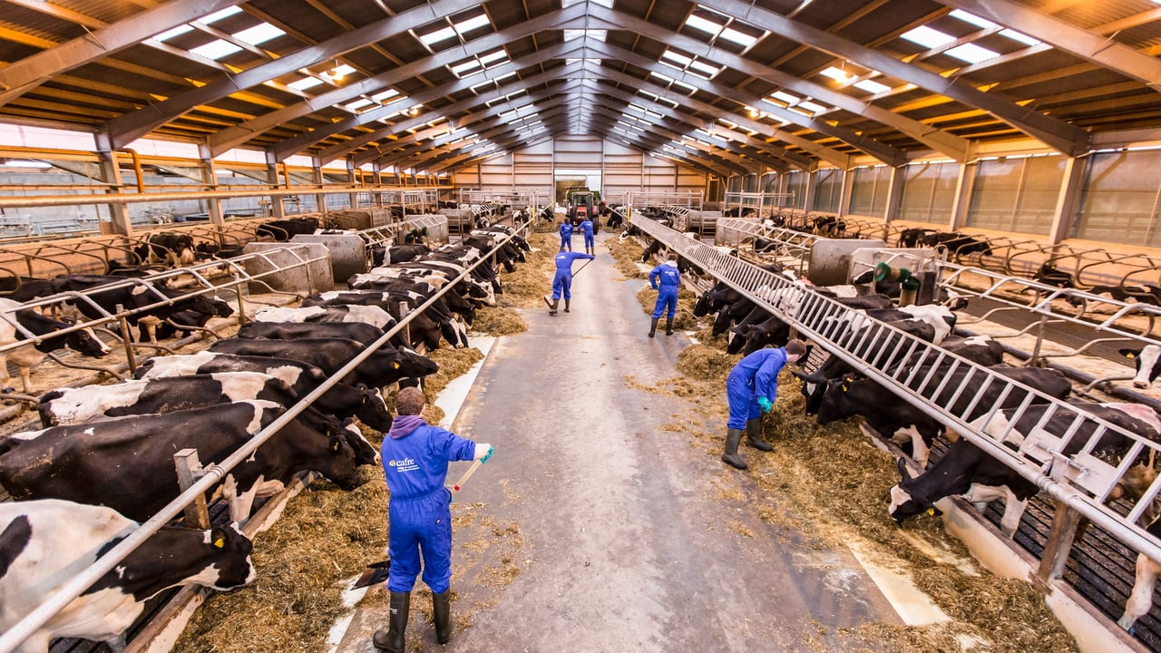 The changing face of US dairy industry - Cow numbers to reach 9.2m by 2024