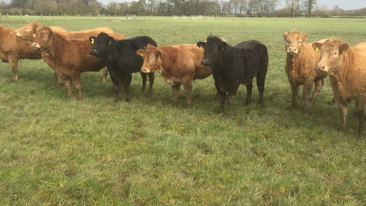 Turkish delegation has still to report back to Irish Department of Agriculture on live export trade.