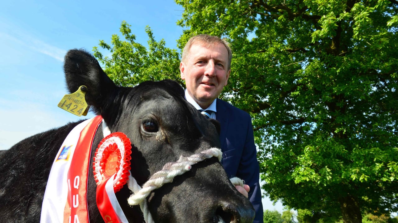 €17,500 up for grabs in the Aldi All Ireland Angus Bull Calf Championship