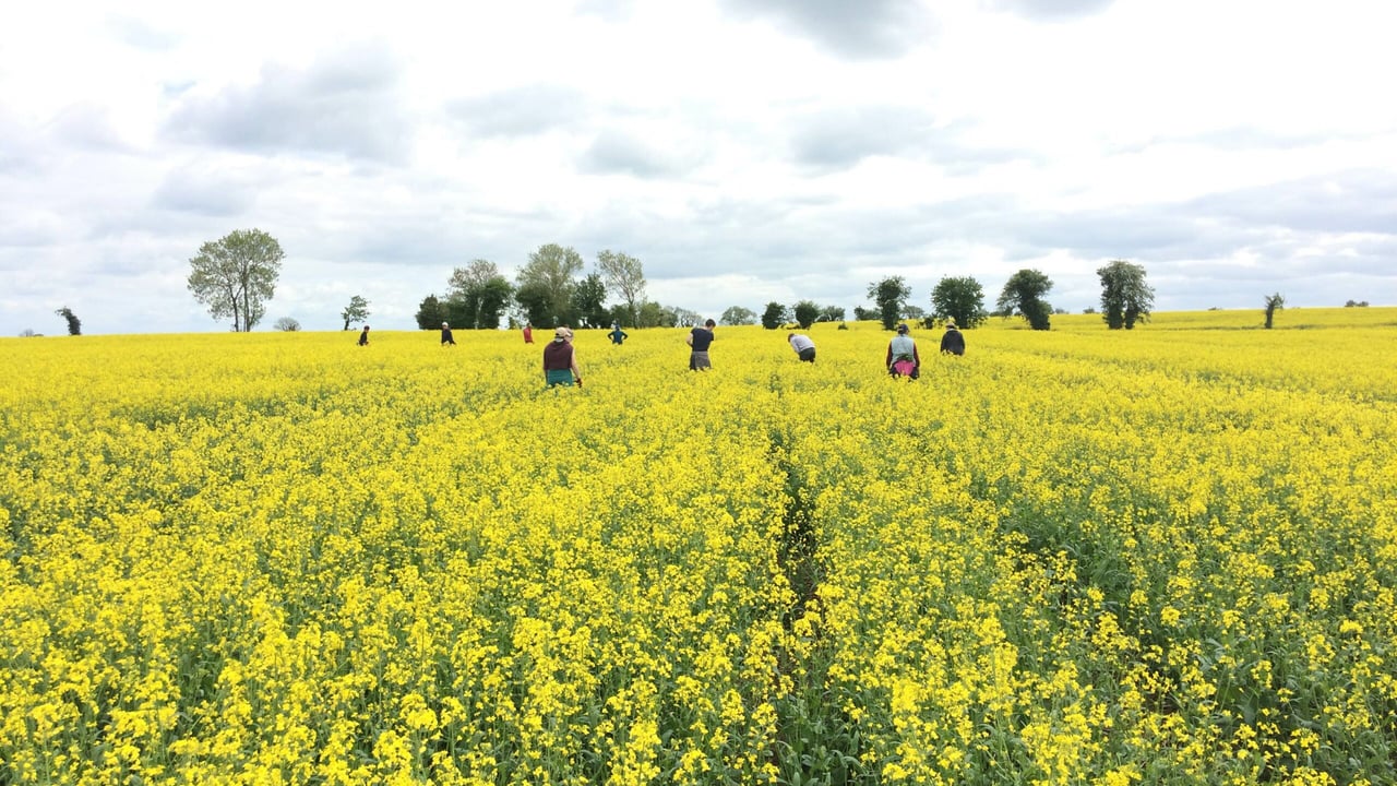 Ever wonder how your certified seed is free from weeds?