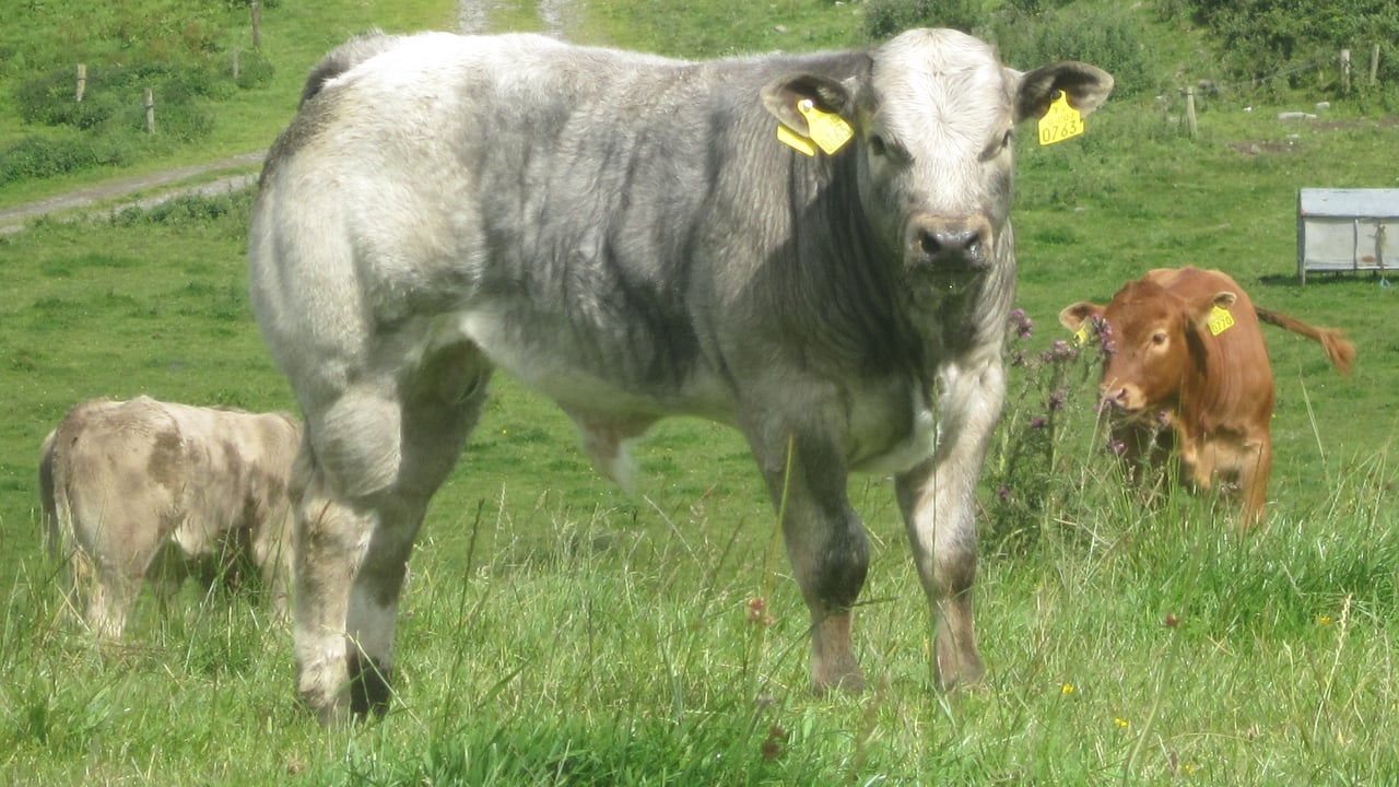 'Suckler-beef cattle proving to be more efficient than Dairy-beef'