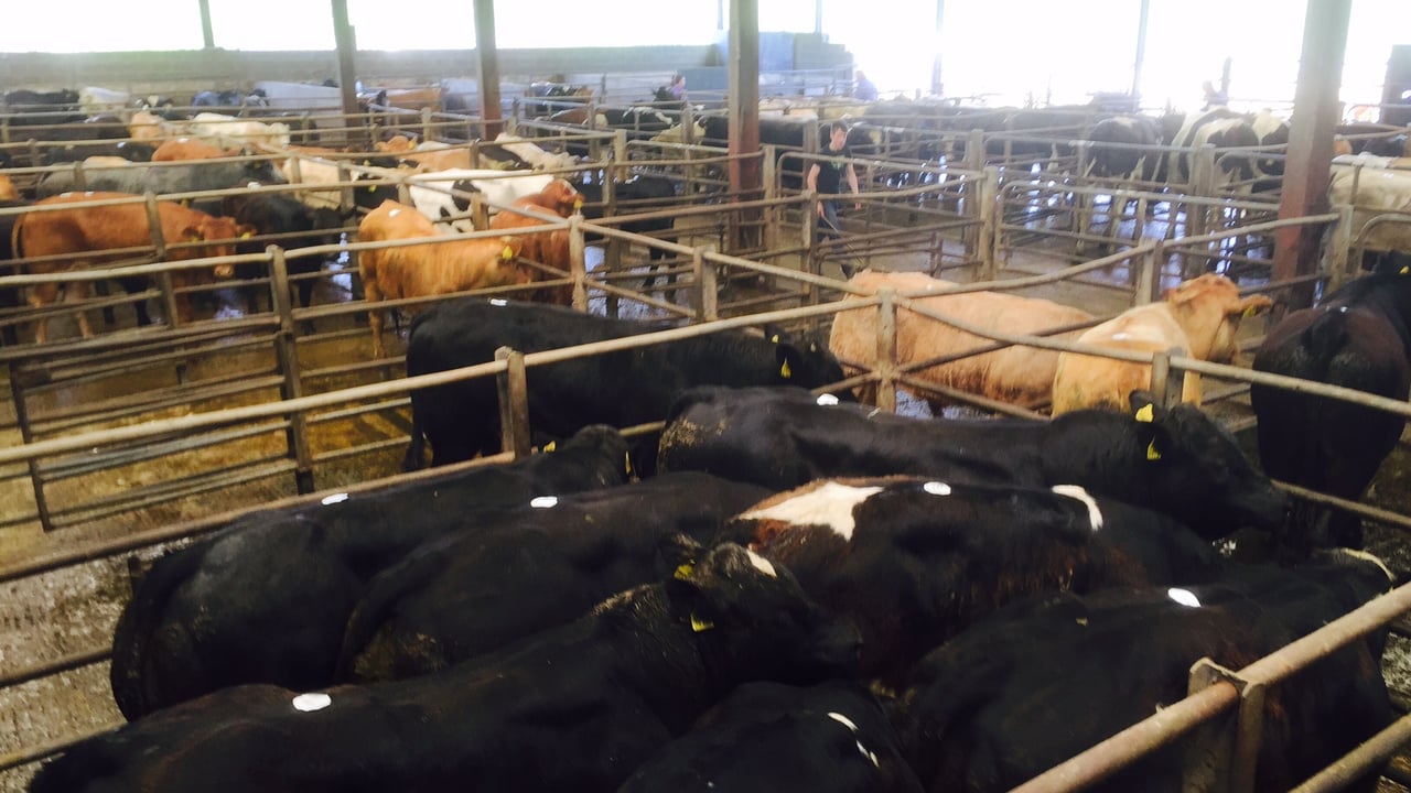 Calls for farmers to be directly informed if their herd is TB restricted