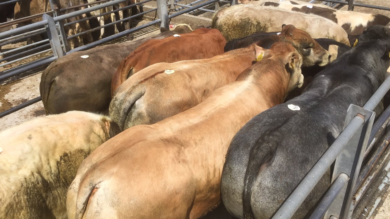 Storms Ophelia and Brian drive numbers through cattle marts