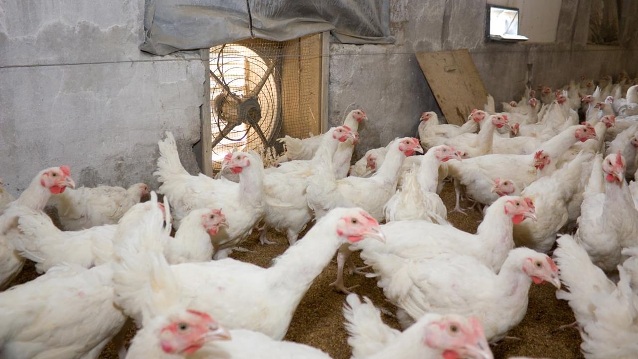 Small producers rearing turkeys or geese for Christmas must register
