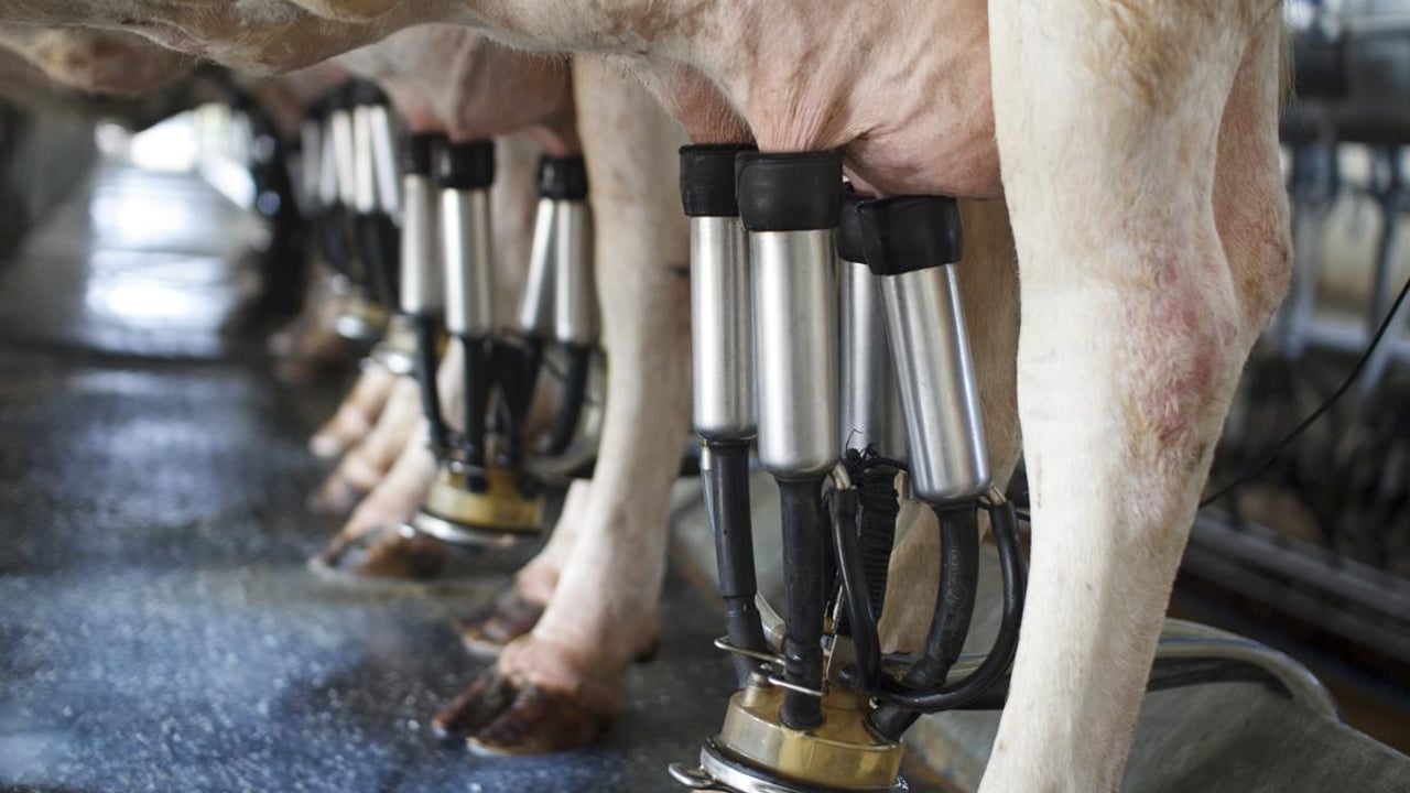 Health data recording: The cost of high cell count cows on farm profit