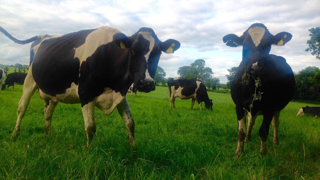 Does grass quality impact on greenhouse gas emissions from cattle?