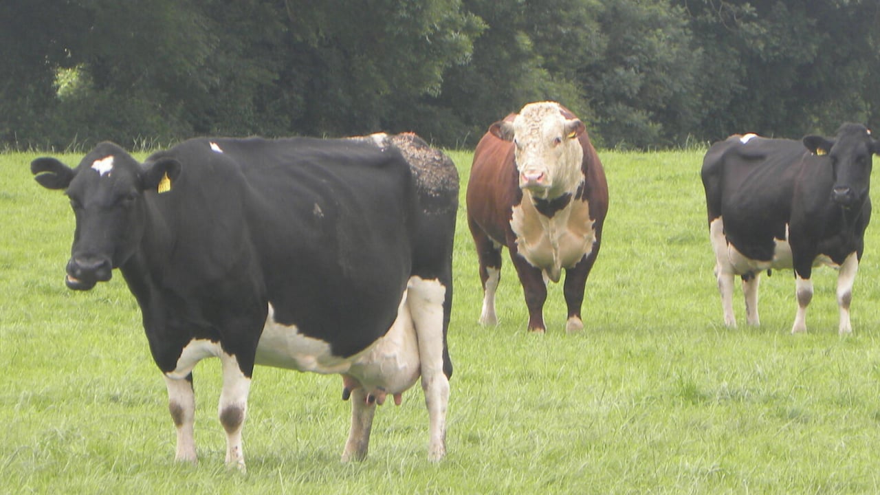 Is the stock bull fully ready for the breeding season?