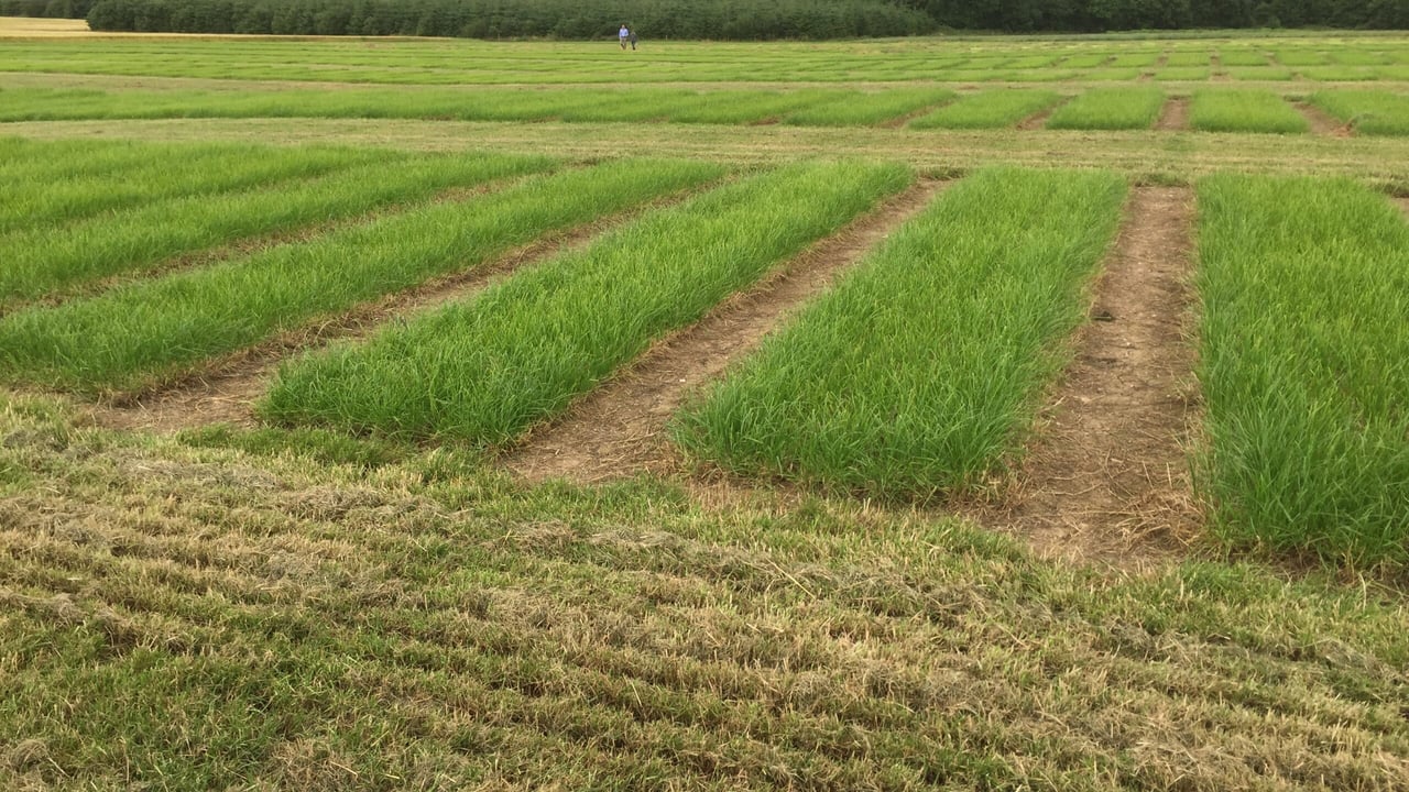 Video: Is reseeding the only way to boost the perennial ryegrass content of your swards?