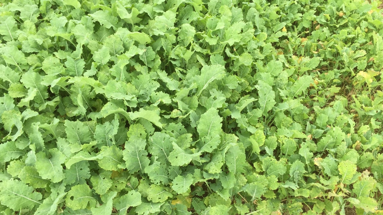 Forage Rape - Hobson