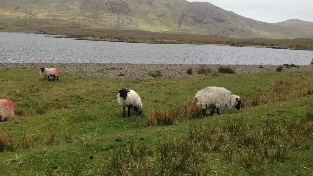 Mayo farmer appointed Chair of Commonage Implementation Committee