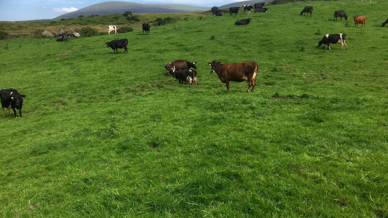 Milk protein percentages dip as grass quality deteriorates