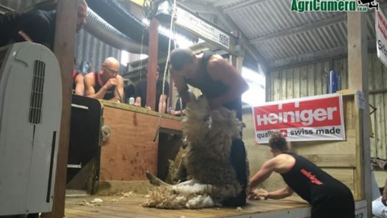 Matt Smith sets new world sheep shearing record