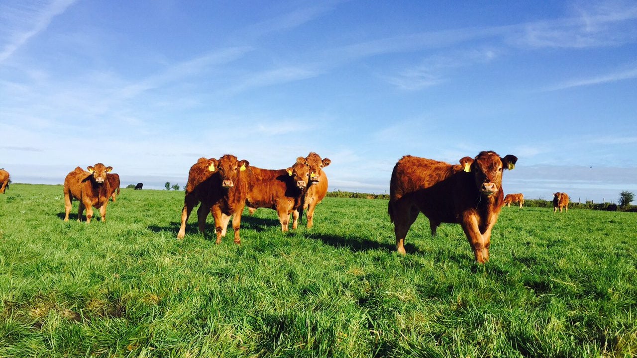 ICSA proposes 'nitrates efficiency payment' for lower stocked farms