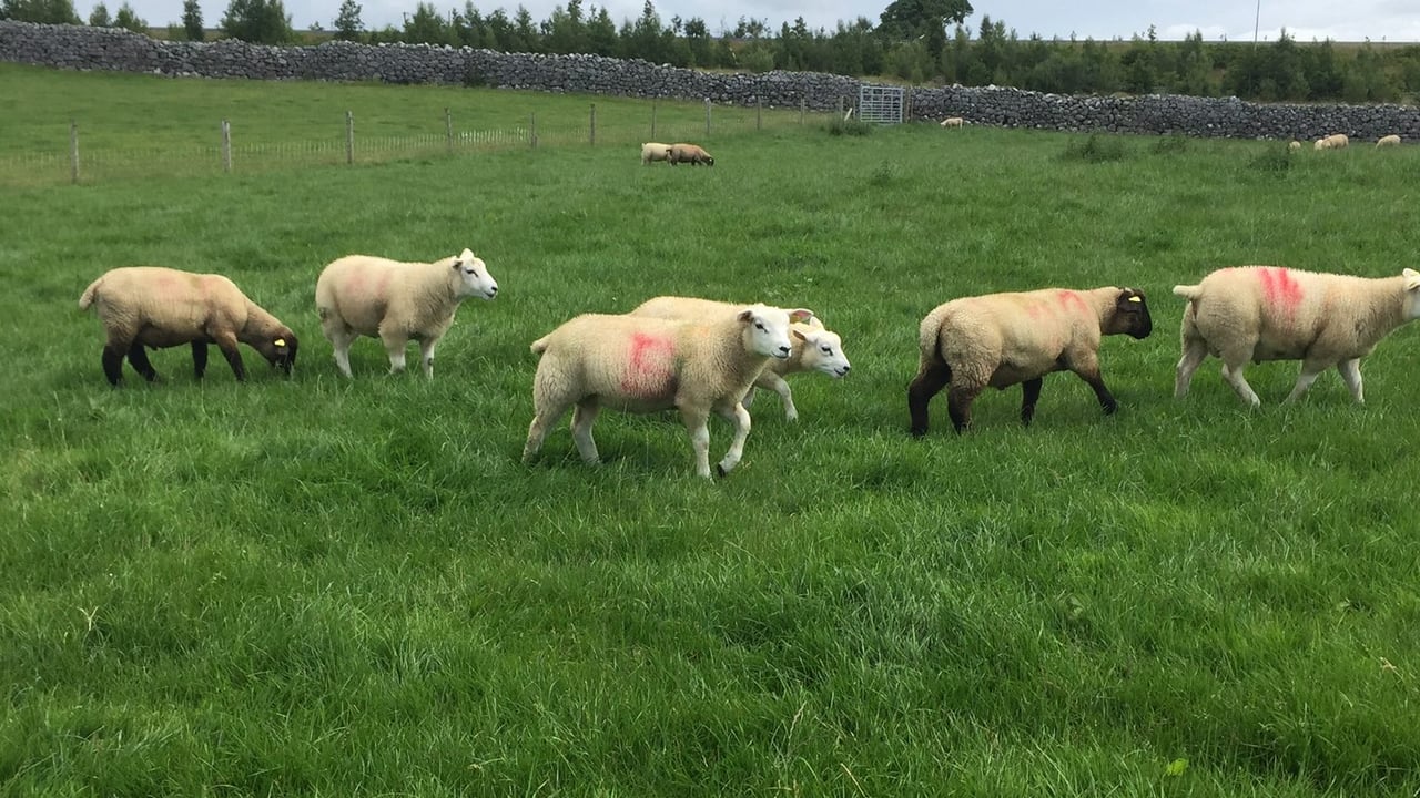 'It's easier to make extra bales than to buy in lambs'