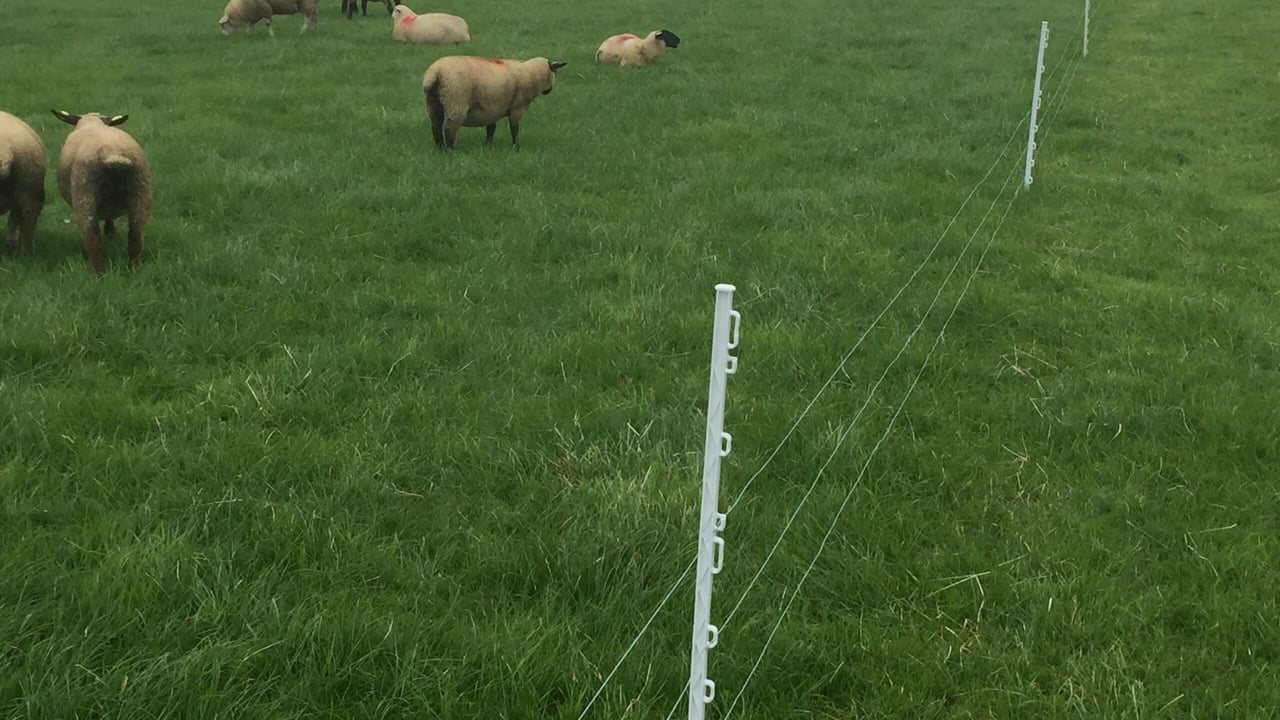 Improved grassland management driving performance on Better Sheep Farm