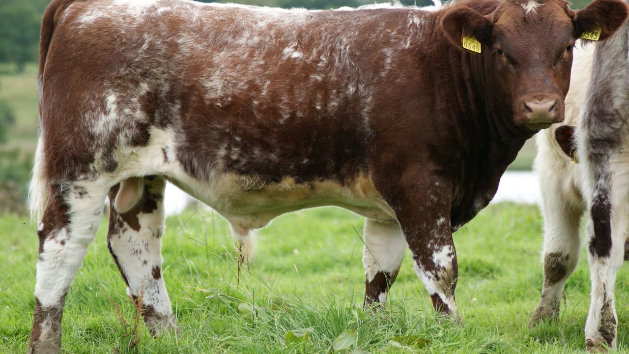 SH2361 