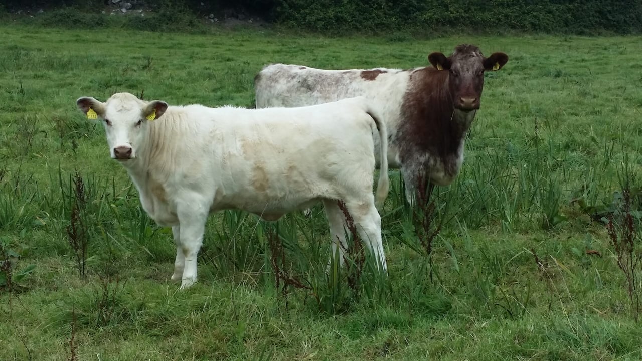 New 15c/kg beef price bonus available for Shorthorn cattle