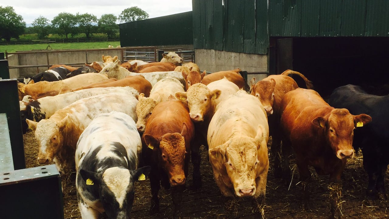 What does the future hold for Irish cattle numbers?