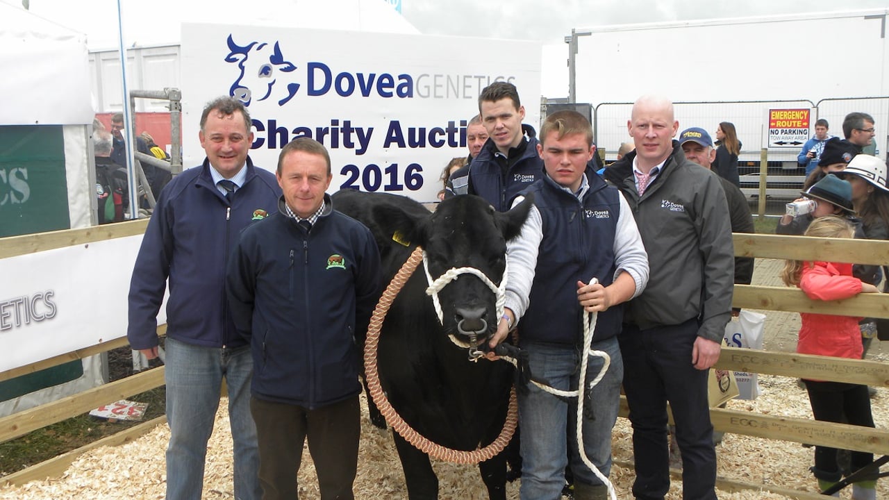 This Limousin heifer made the top price of €3,400 at auction. 