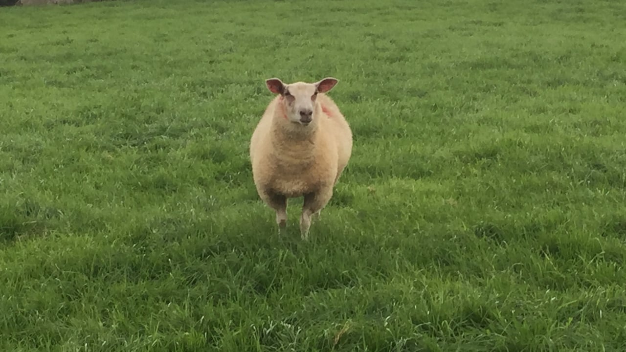'Factories and butchers will be looking for lambs'