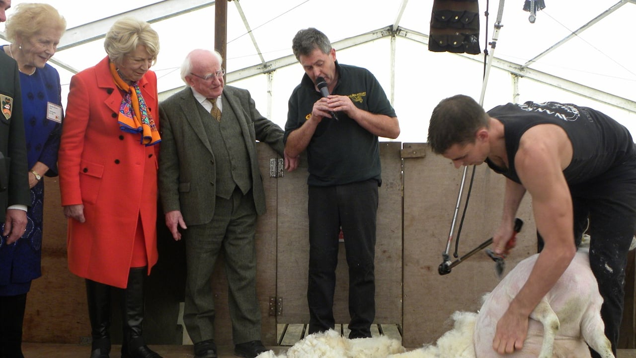 President Michael D Higgins watches famous Irish sheep shearer Ivan Scott in action 
