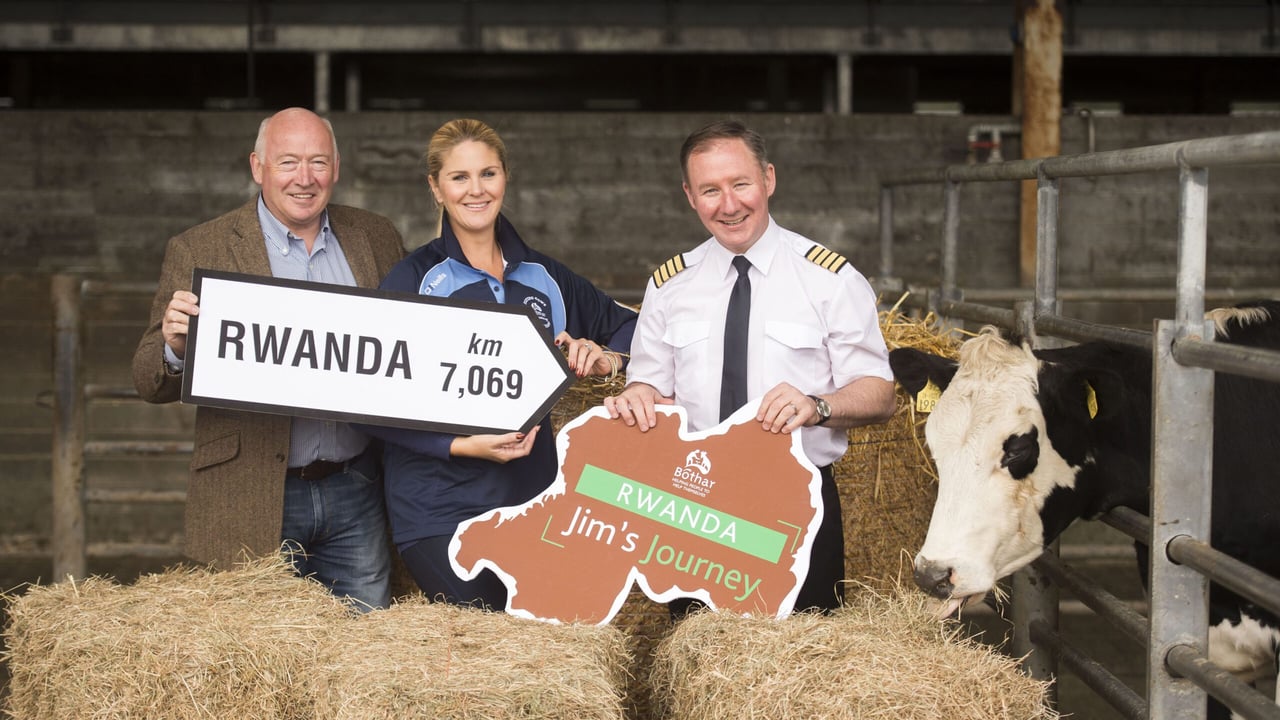 Bothar to transport 1,000th heifer to Rwanda this week