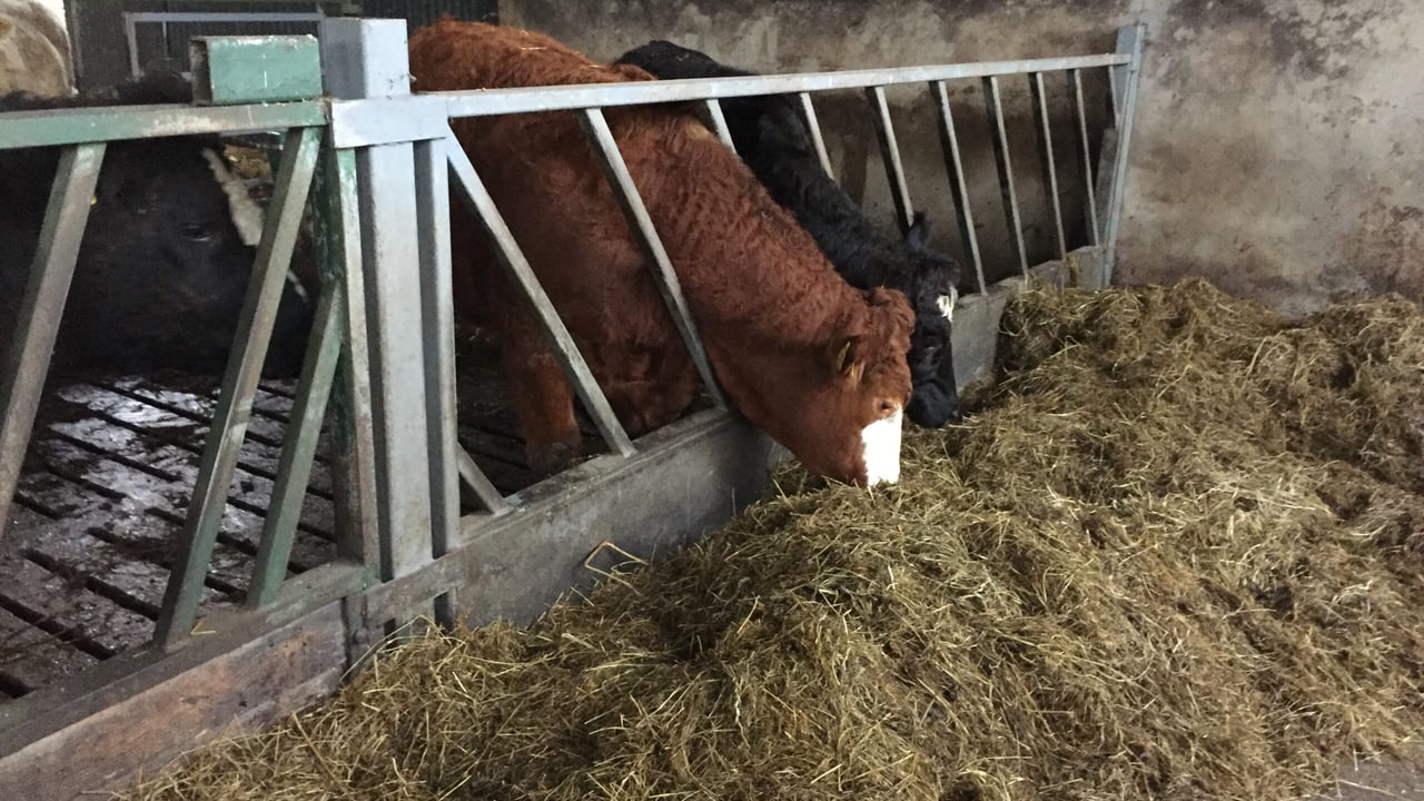 Getting winter housing right on organic beef farms