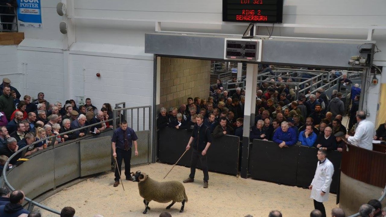 Video: Blackface ram lamb sells for over €95,000 at Scottish sale