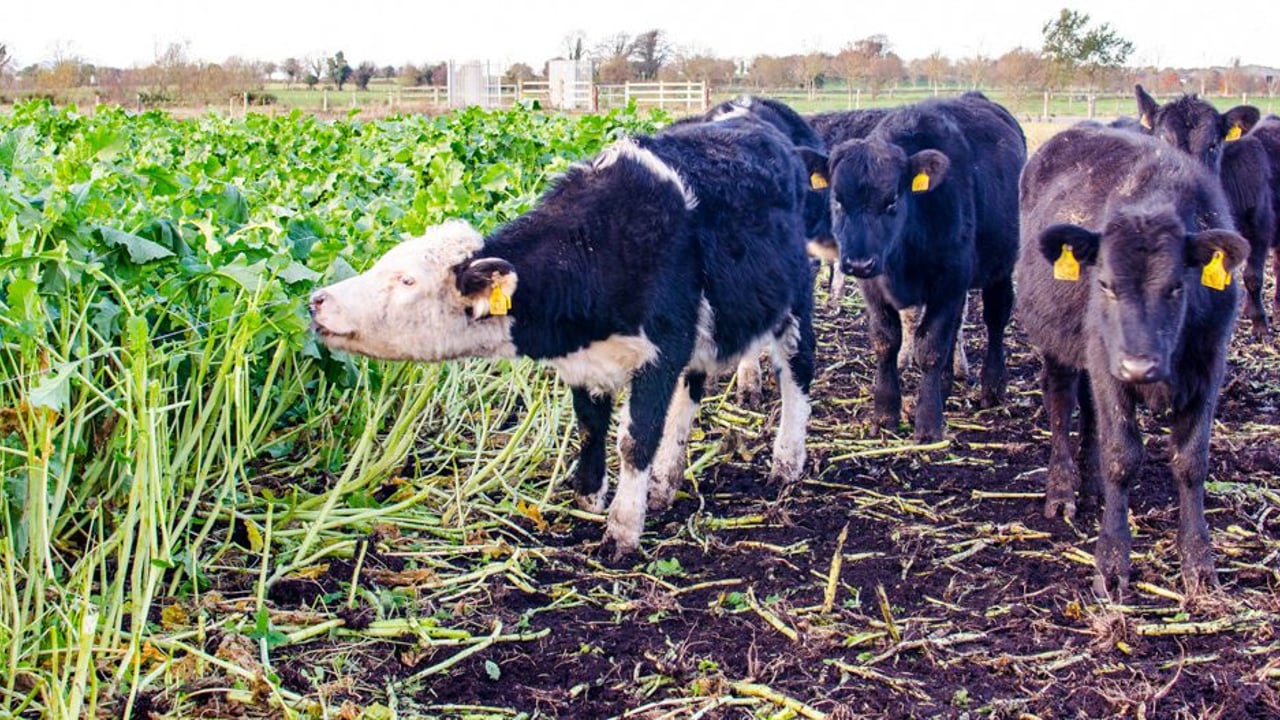 Hereford and Angus heifers grazing the Redstart