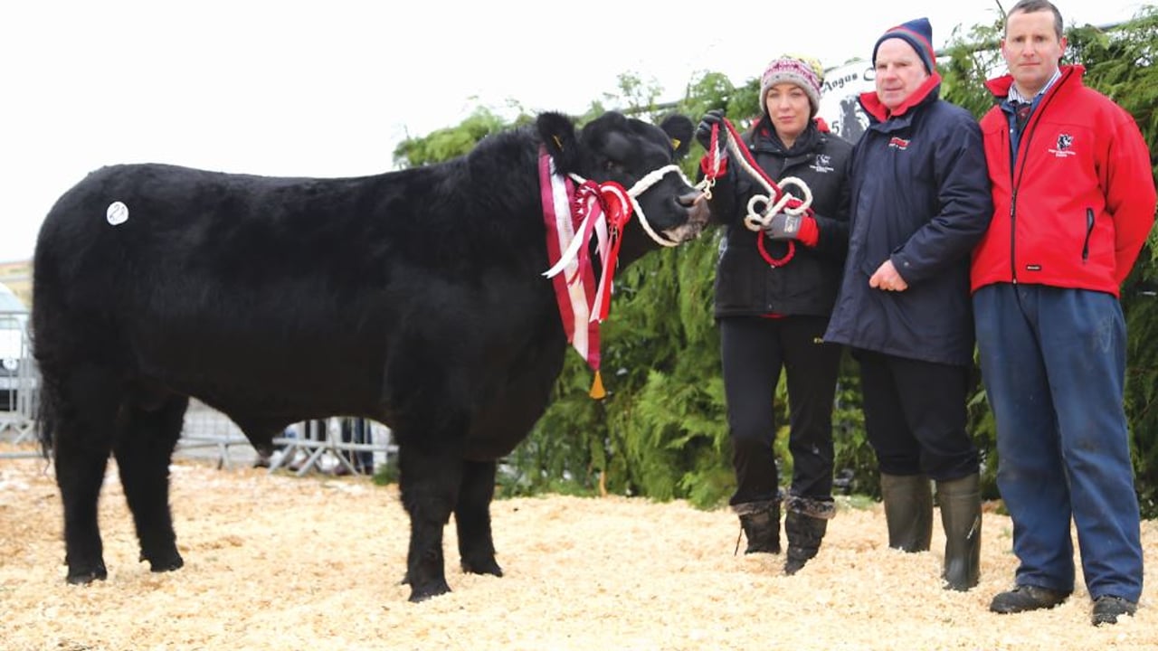Last year's Elite Male Champion pictured with Muire McKiernan
(Breeder), Tony Flaherty (Connollys Red Mills) and John Farrell (Irish Angus President)