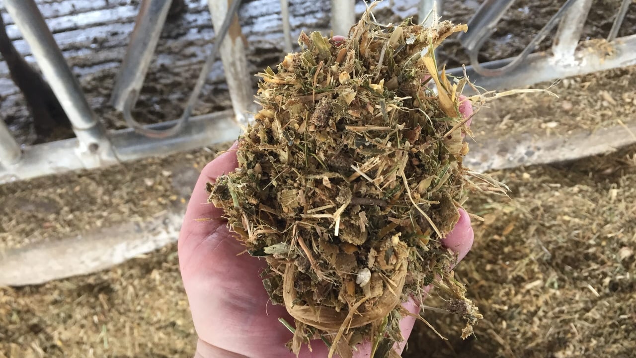 The maize silage, wheat and concentrate diets offered to cows