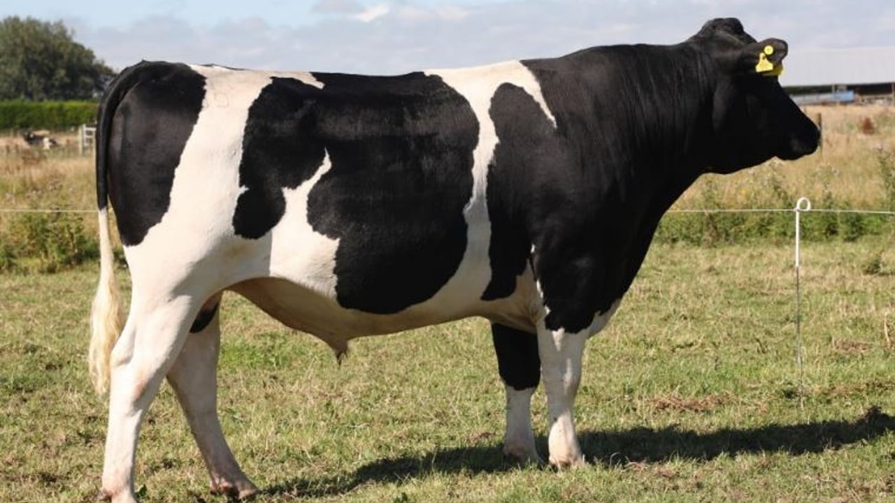 LIC meetings to showcase the latest sires for the Irish market