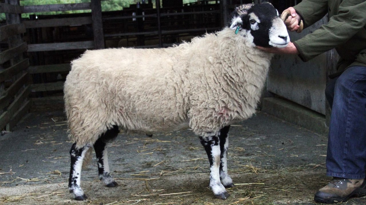 A Swaledale ram