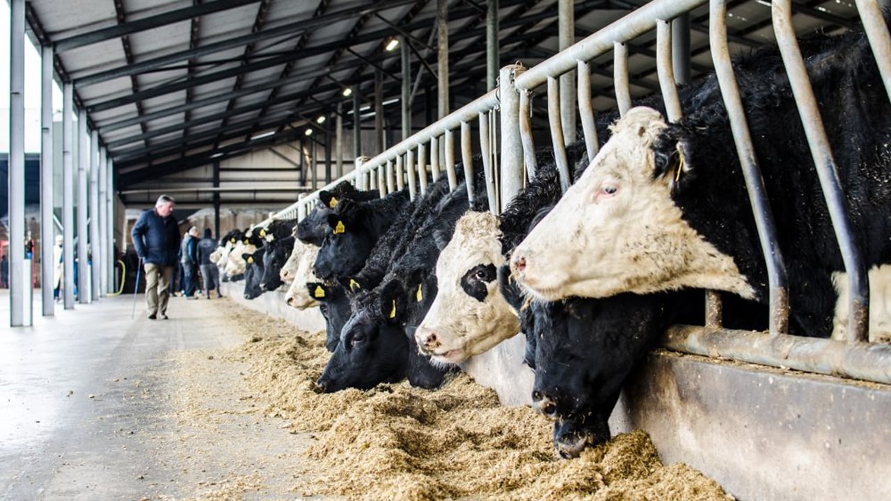 More online tools available for beef farmers to monitor herd health