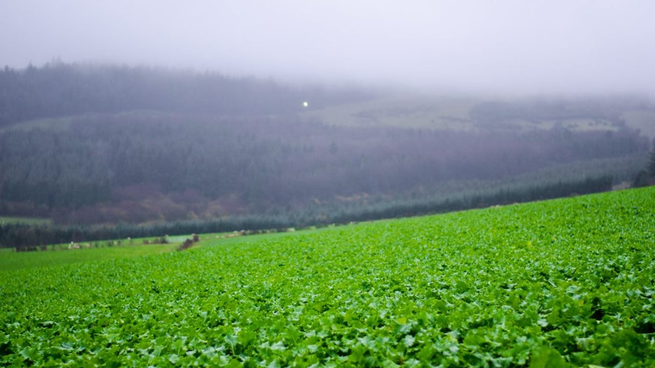 Farmers warned of 'dirty lamb' risk from grazing forage crops