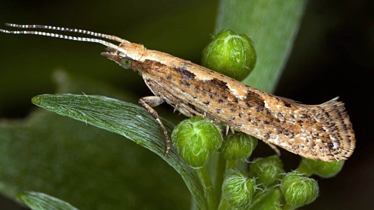 Adult Diamondback moth. Copyright: David Cappaert/Bugwood.org - CC BY-NC 3.0 US