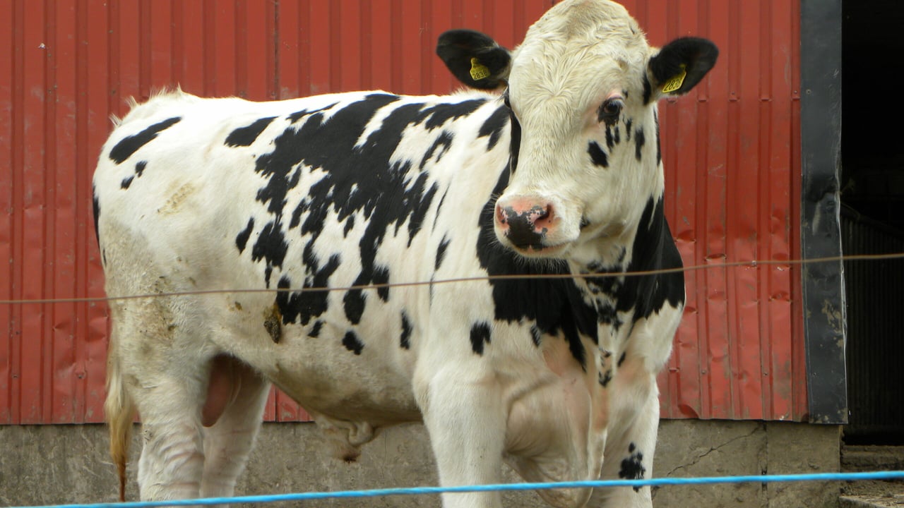 Department has no intentions to introduce a scheme to cull male dairy cattle