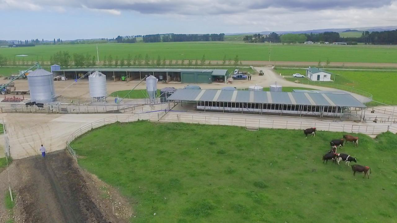 Kiwi dairy operation which milks over 3,000 cows to go under the hammer